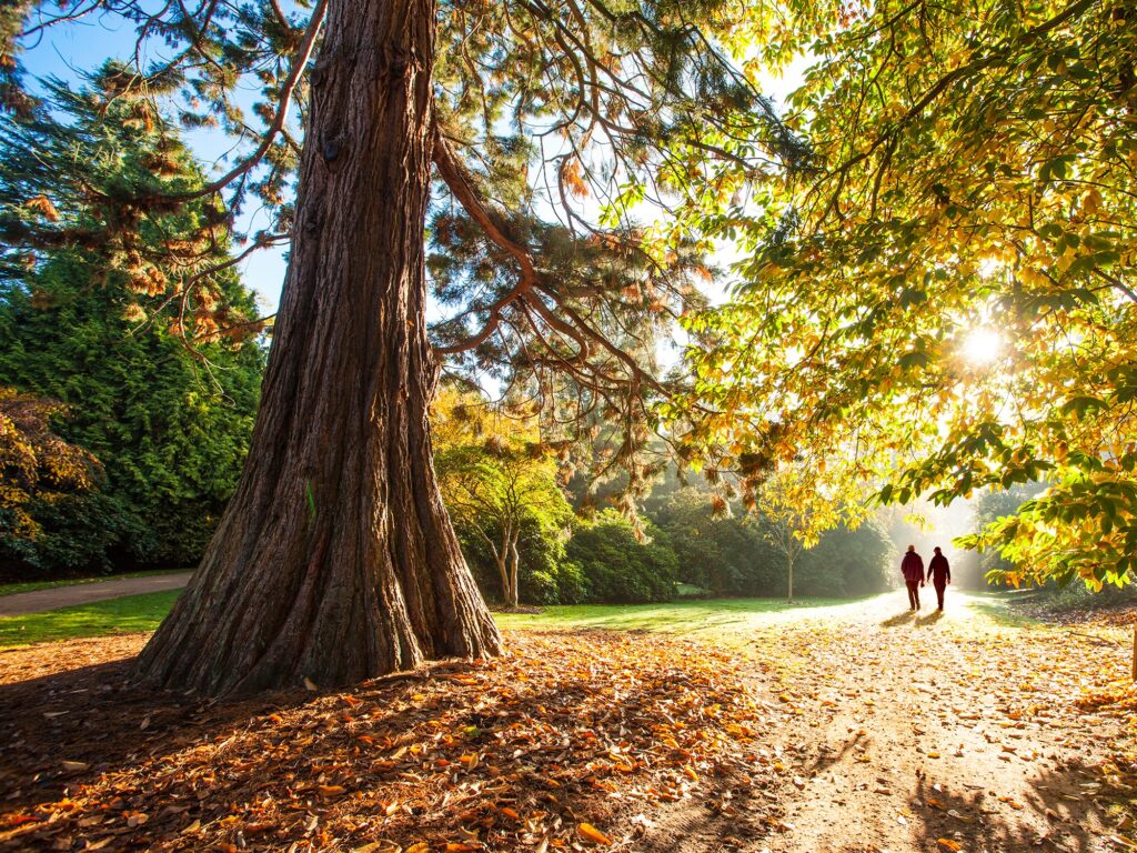 A walk in The Savill Garden.