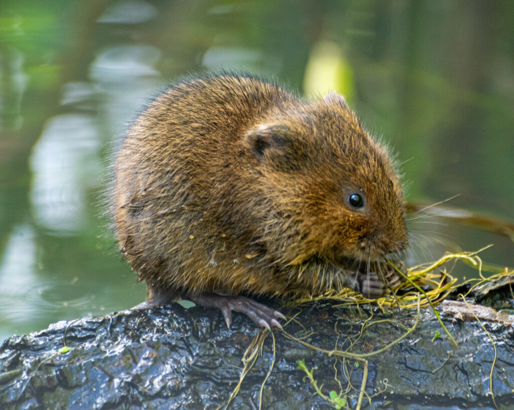 Water Vole