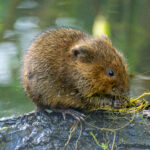 Water Vole