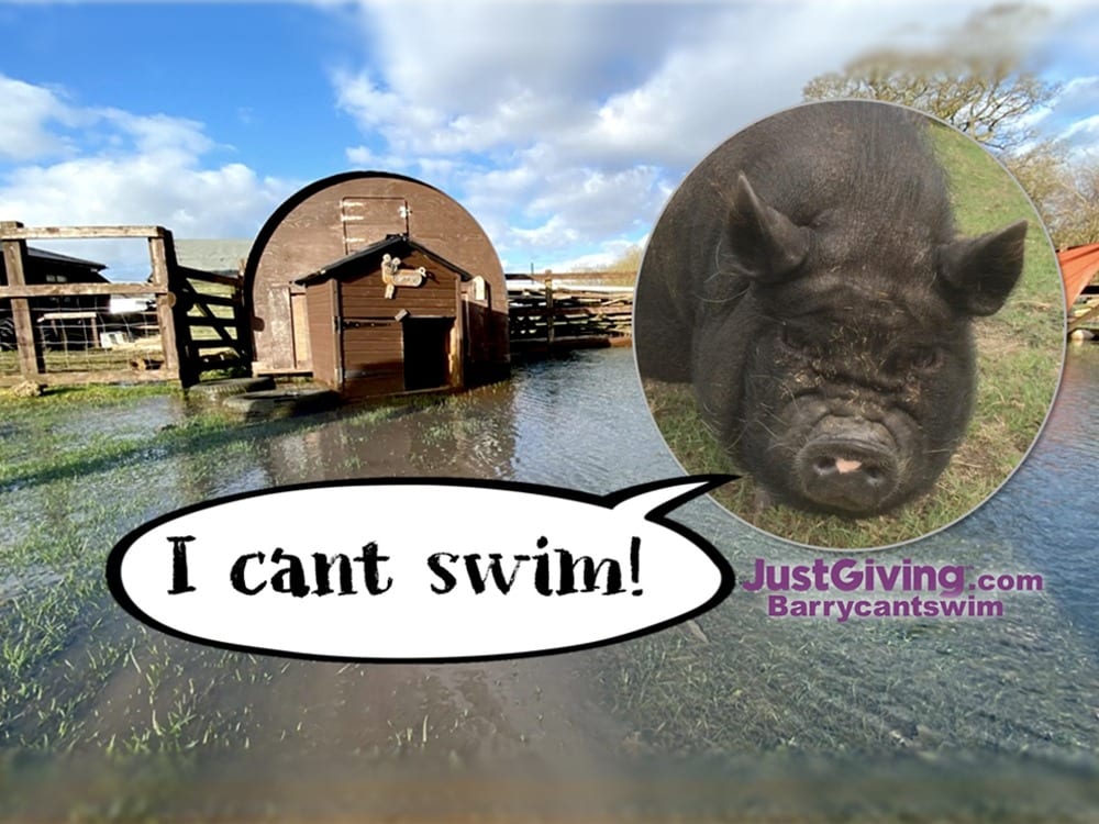 Help Barry the non-swimming pig 