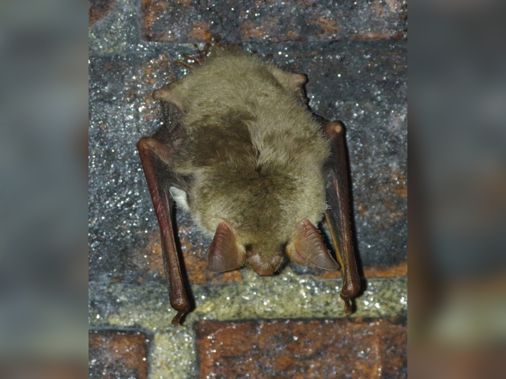 In 1992 greater mouse-eared bats (Myotis myotis) were declared extinct from the UK but a second has recently been discovered