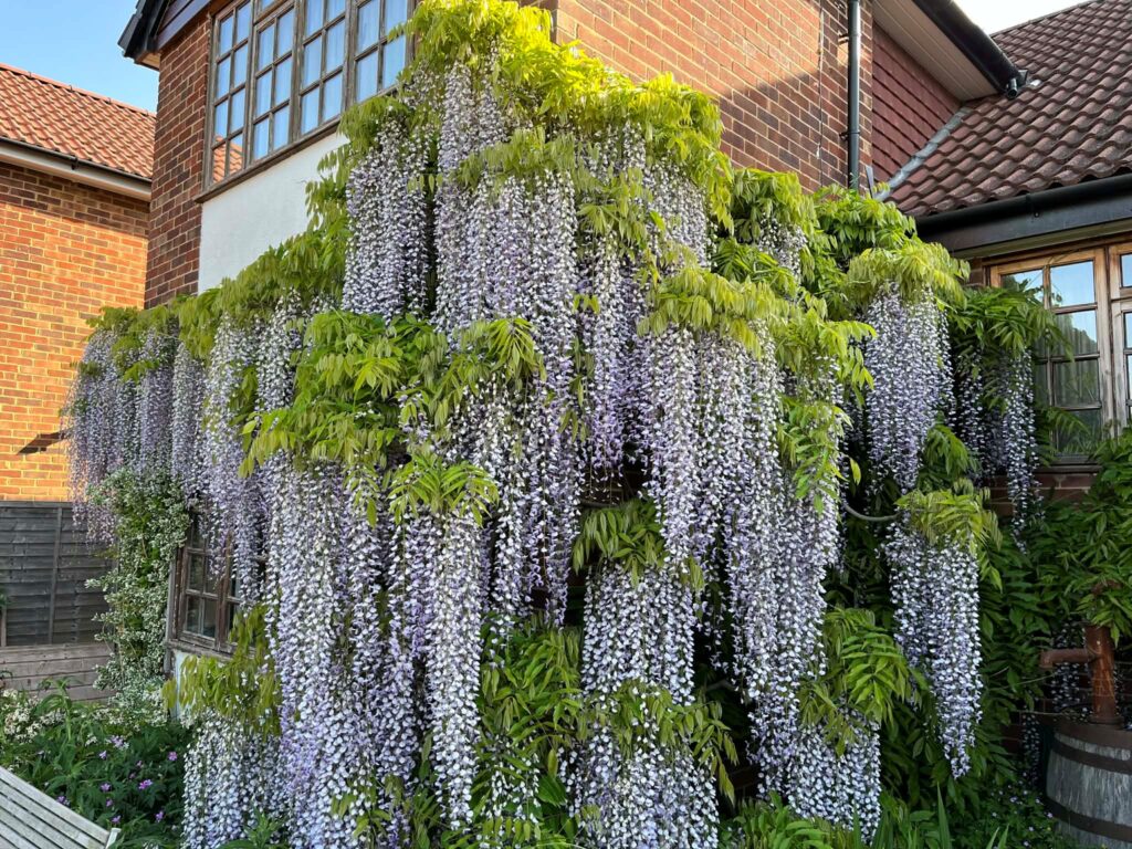 National Garden Scheme 2026