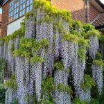 National Garden Scheme 2026