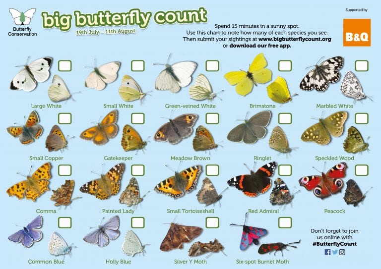 The Big Butterfly Count Hampshire • Round & About Magazine