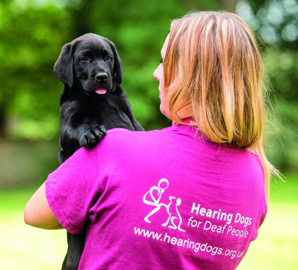 Local charity Hearing Dogs for Deaf People needs volunteers to step up as puppy parents to make a real difference.