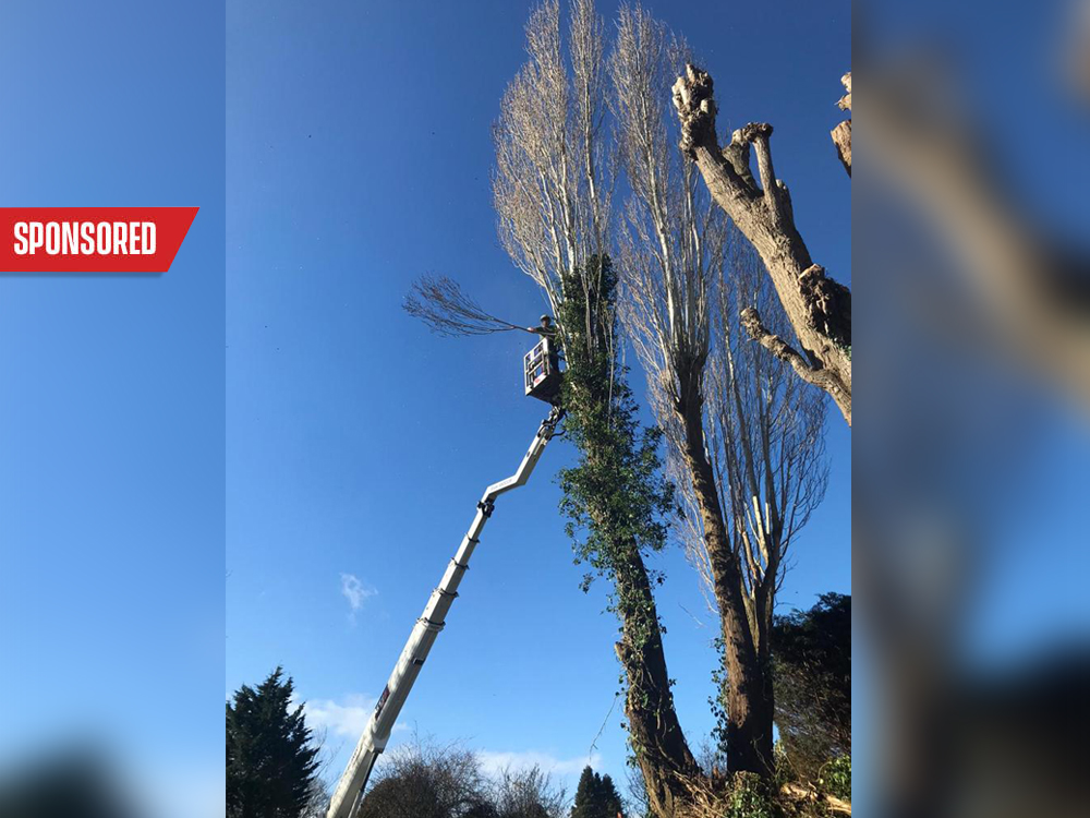 Brackendale Tree Care has valuable advice to help you care for your trees in winter.