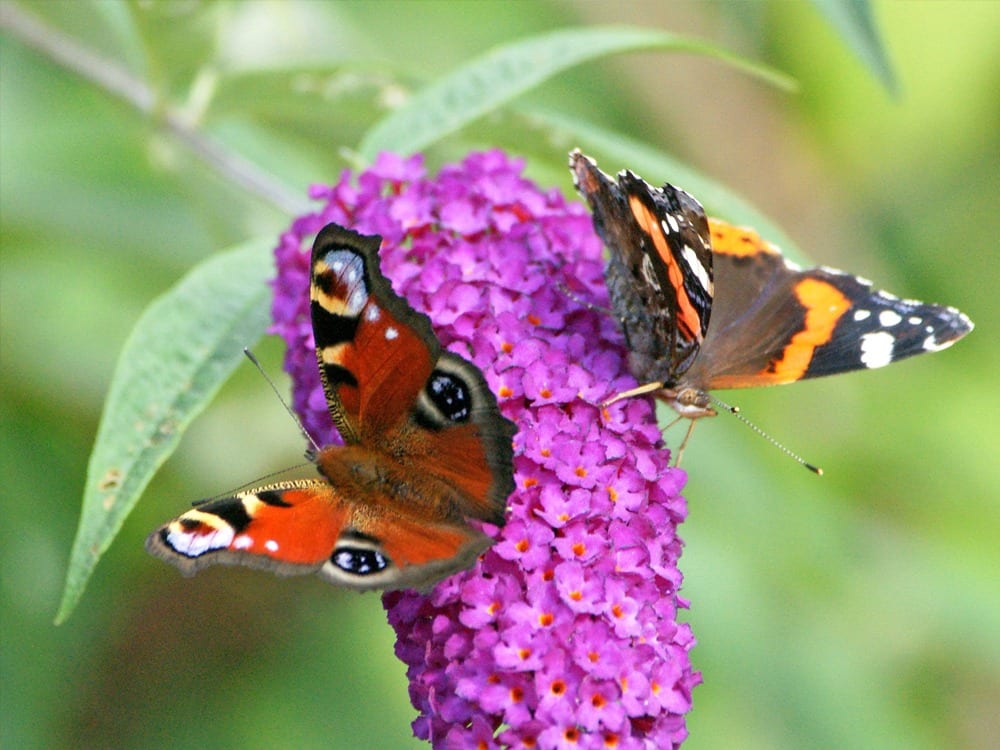 This summer marks the 10th anniversary of the Big Butterfly Count - the world’s largest butterfly survey.
