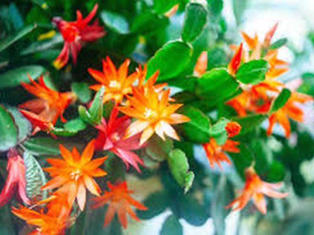 Don’t be surprised if the Christmas Cactus flowers again in spring