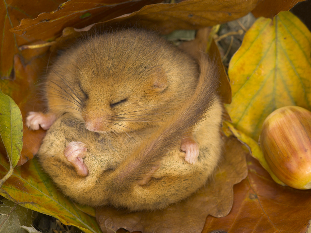 One of Surrey's most-loved but rarely-seen residents - the Hazel Dormouse - is the focus of a major new conservation and habitat creation campaign led by Surrey Wildlife Trust.