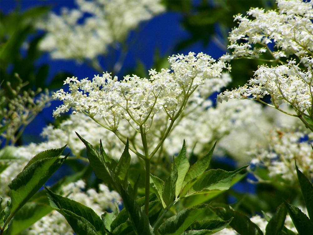 August is the zenith of elderflower season, with this floral yet tropical flavoured plant gracing many a hedgerow in this gorgeous part of the world.