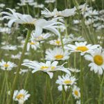 Wild Amersham’s healing hospital blooms