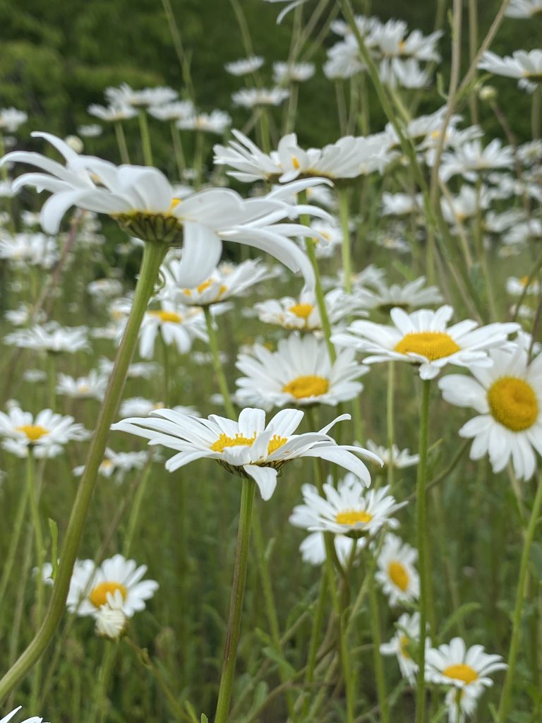 Wild Amersham’s healing hospital blooms