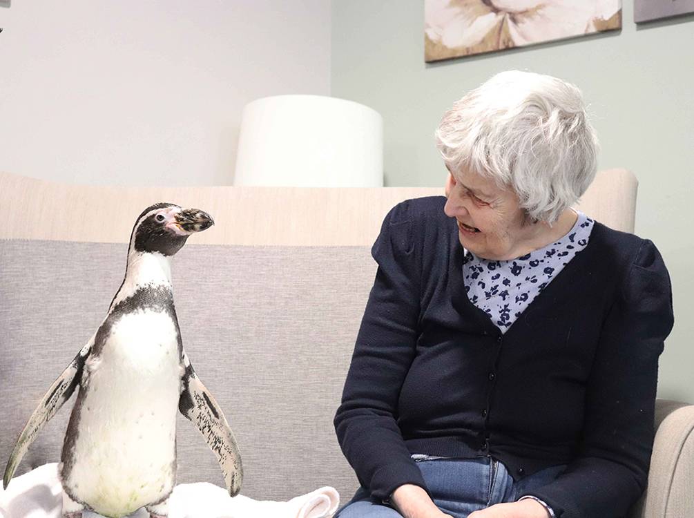 Penguins surprise residents at Rowan Lodge Care Home.