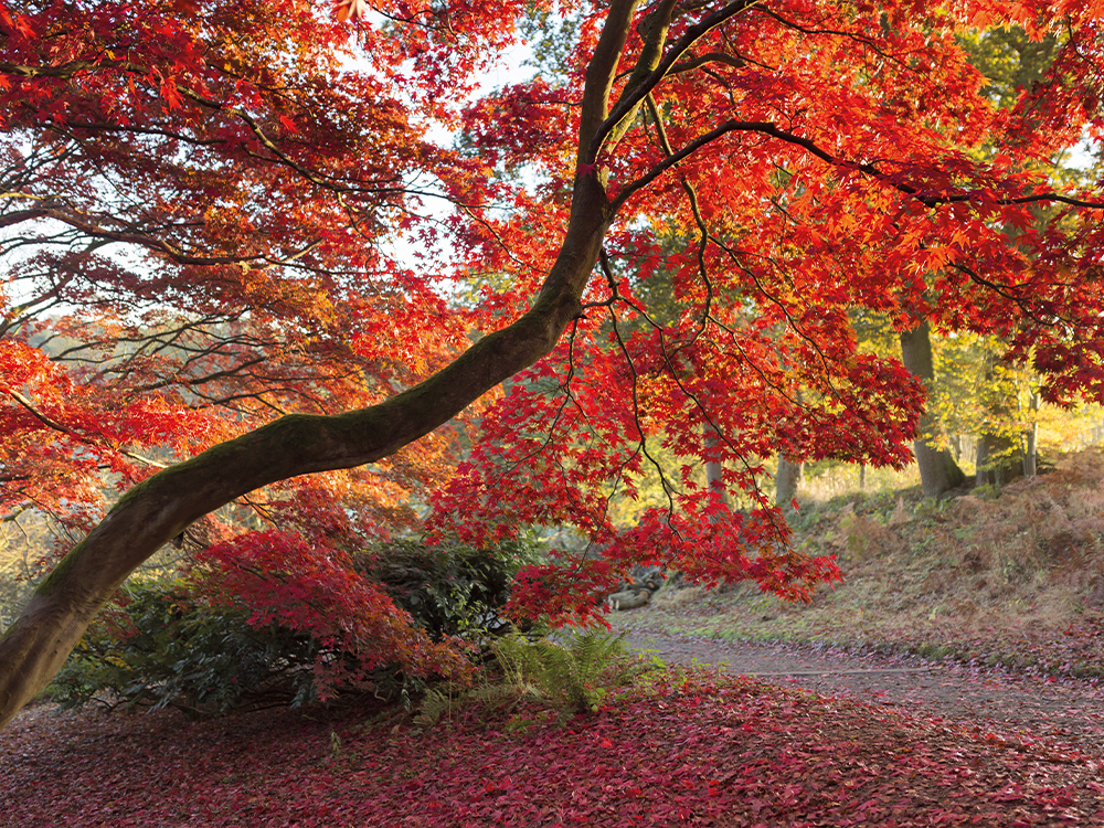A stunning autumn walk among the carousel of colours and nature are the ideal way to spend time this season
