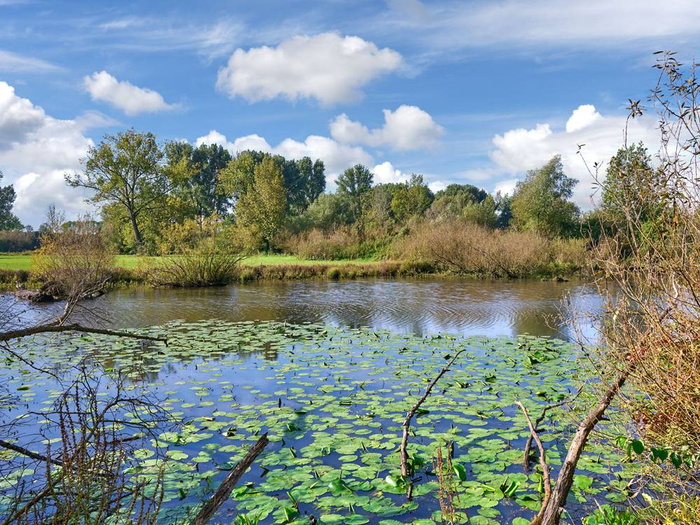 My pond gives an added dimension to the garden and an opportunity to encourage diverse wildlife and a whole new range of plants. Someone once said to me 