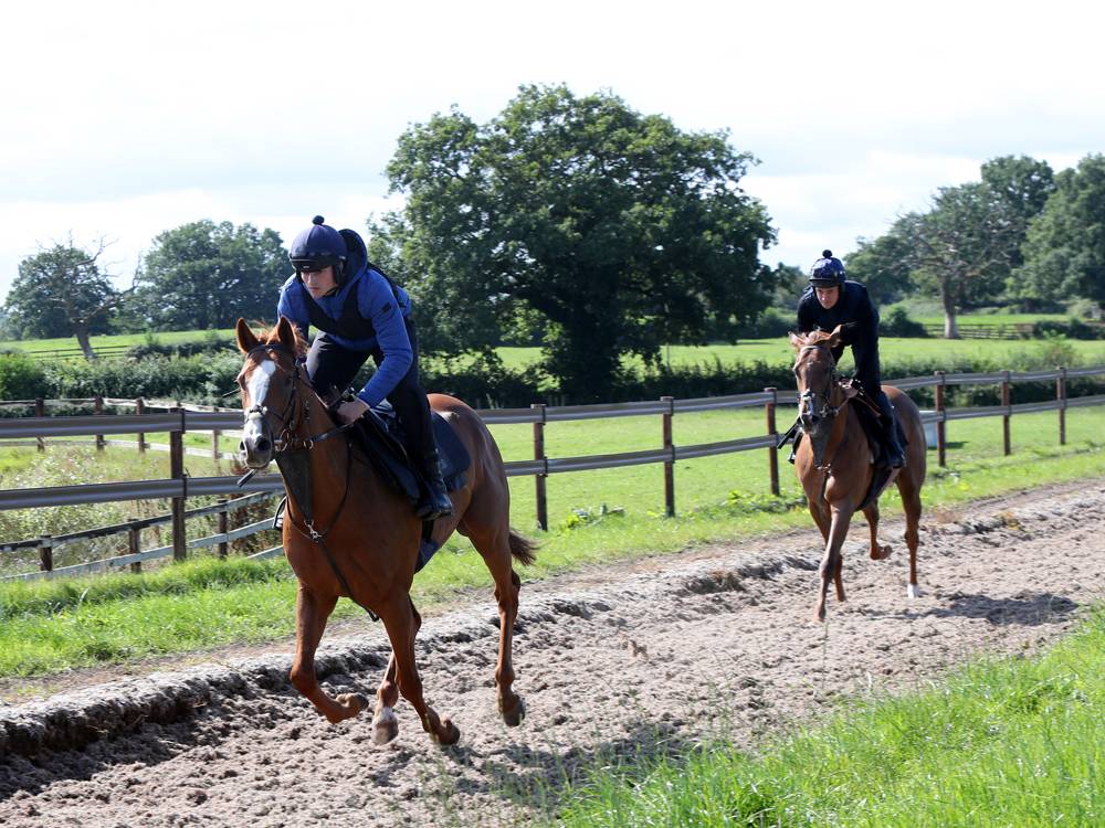From 9th to 17th September 130+ events will take place across the UK to show what life as a racehorse is really like.