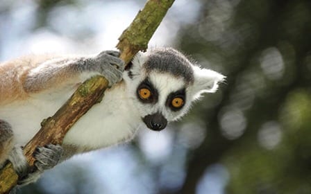 Ring tailed lemur_2