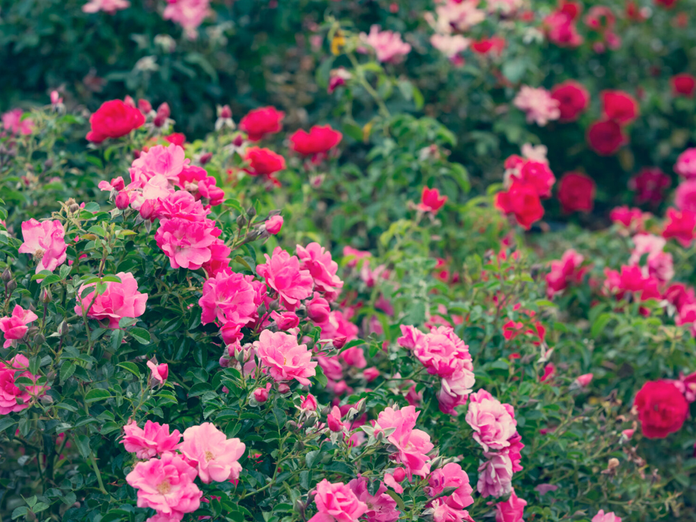 Rose Awareness Week celebrates the beauty and variety of the world's most popular flower.