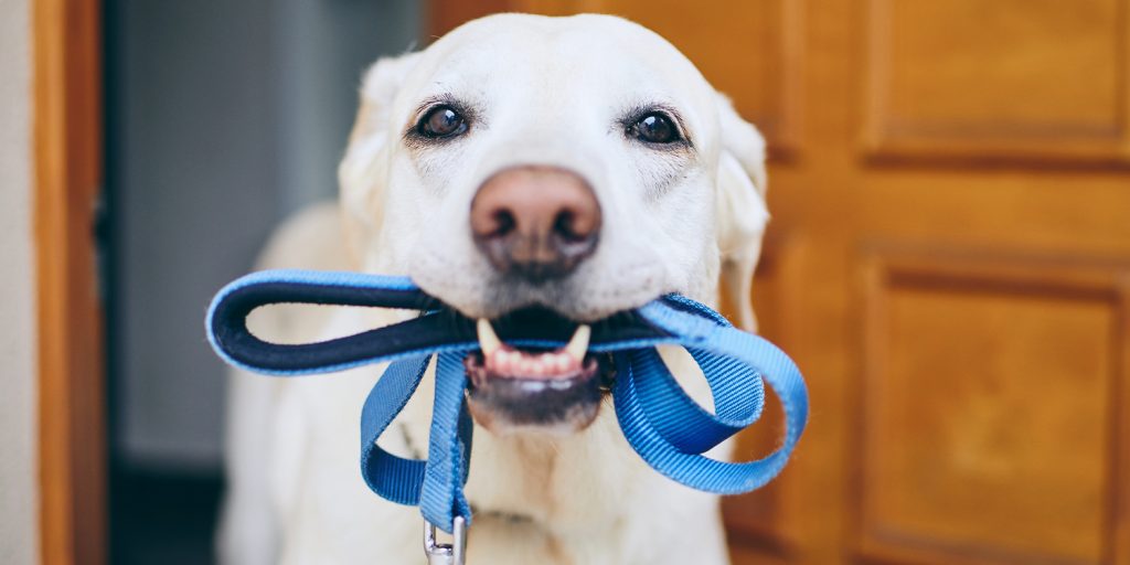 dog excited to go on a walk