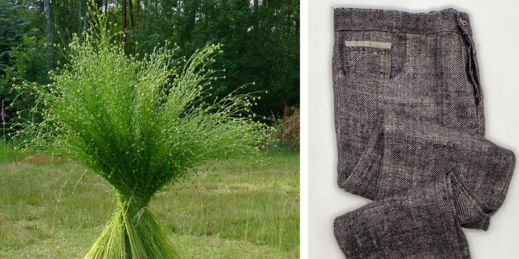 Find out how a group of flax growers came together to grow a pair of linen denim jeans - literally from the ground up