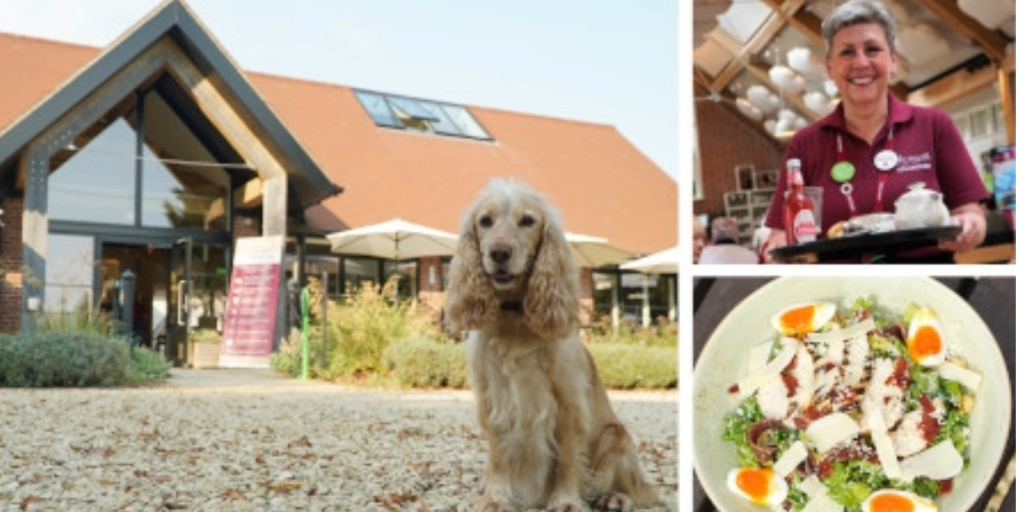 Hearing Dogs for Deaf People’s free plant and cake sale will offer you a warm welcome on Saturday, 10th May, at the charity’s southern training centre in Saunderton near Princes Risborough  