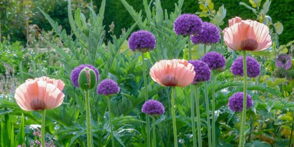 On 8th June, after a two-year hiatus, enjoy a dozen gardens in three lovely villages (Alton Barnes, Alton Priors & Honeystreet) nestling in the Vale of Pewsey, writes Louise Golden