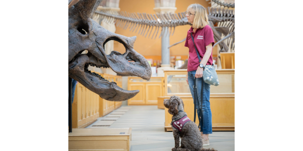 Staff & volunteers from life-changing Bucks charity Hearing Dogs for Deaf people enjoyed a visit to see the dinosaurs recently. Maybe you could you join them as a volunteer? 
