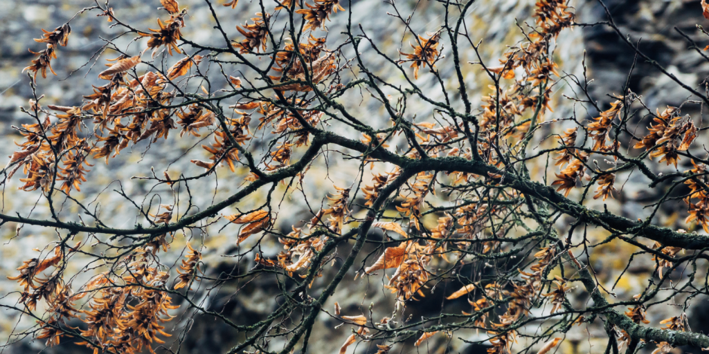 This month gardening expert Cathie Welch answers questions on drought and trees losing their leaves early 