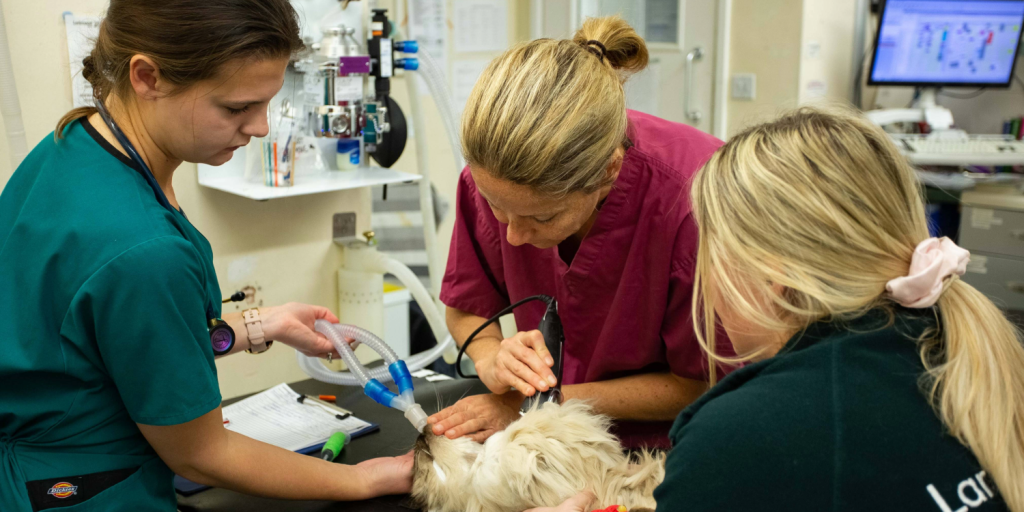 We chat to Larkmead’s senior veterinary surgeon Ellen Similon about life & loves 