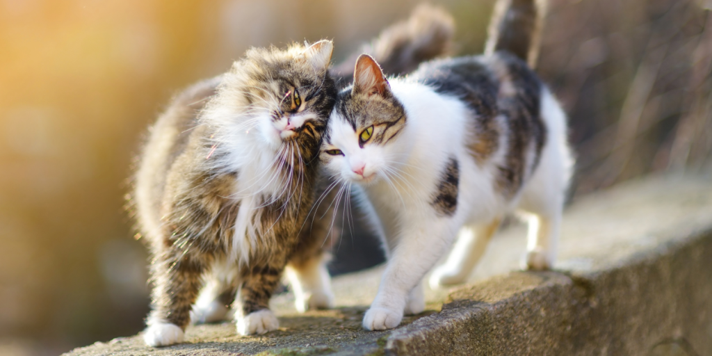 A trio of feline-lovers are offering new hope thanks to Nine Lives Cat Rescue  