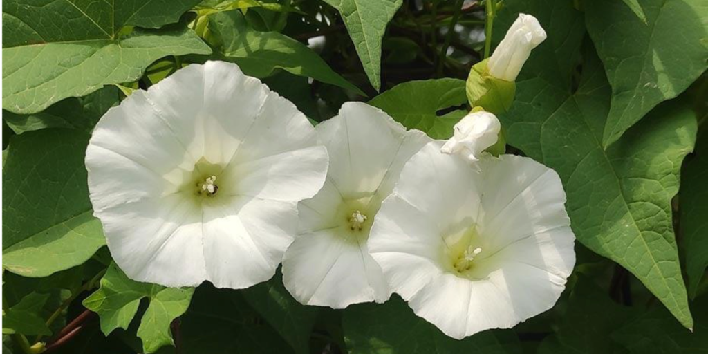 Known as a wildflower, perennial weed and many other unrepeatable names, it is the gardeners’ nightmare - but is there any good to it?