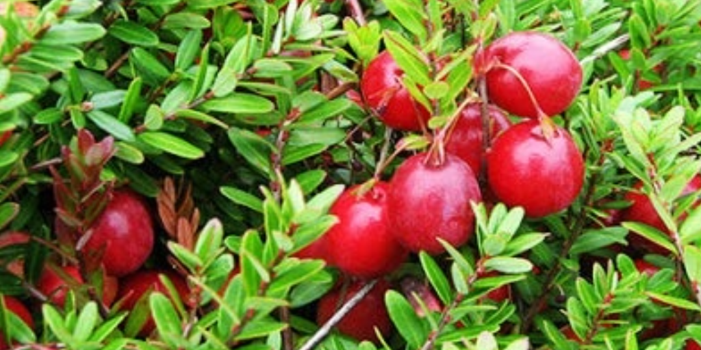 I grew Cranberries in hanging baskets last year and they seem to work extremely well in our climate but why so popular at Christmas?
