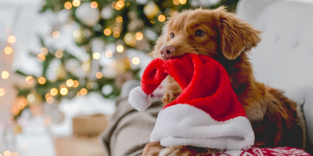 Think carefully about what your pooch wants for Christmas