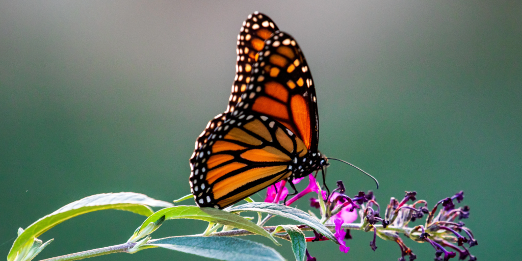 January can be a bleak month not least for the wild life visitors looking for food and shelter