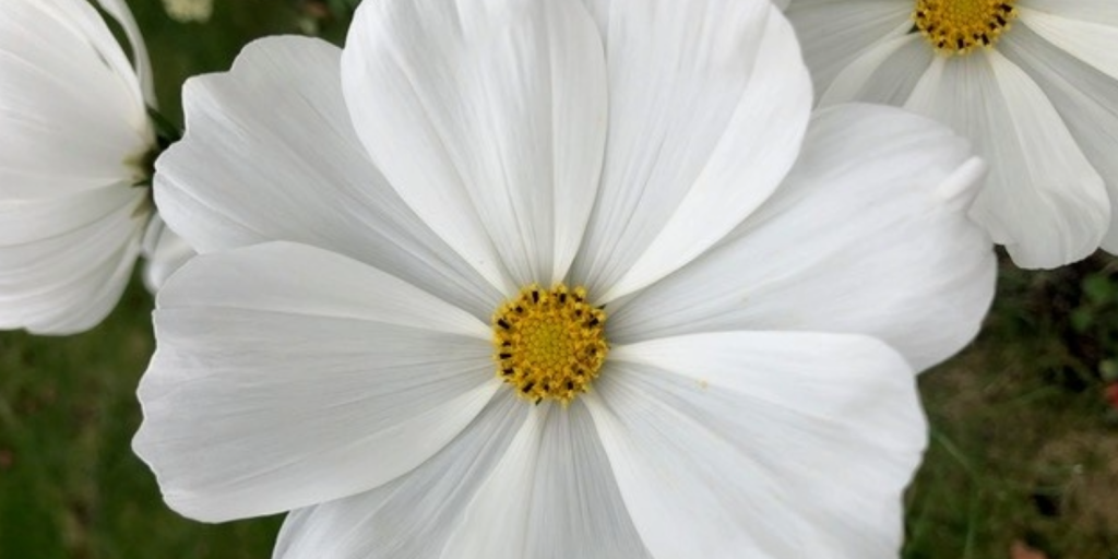 Make 2026 the year you grow your own armfuls of flowers, with these tips from Carolyn of Missenden Seeds