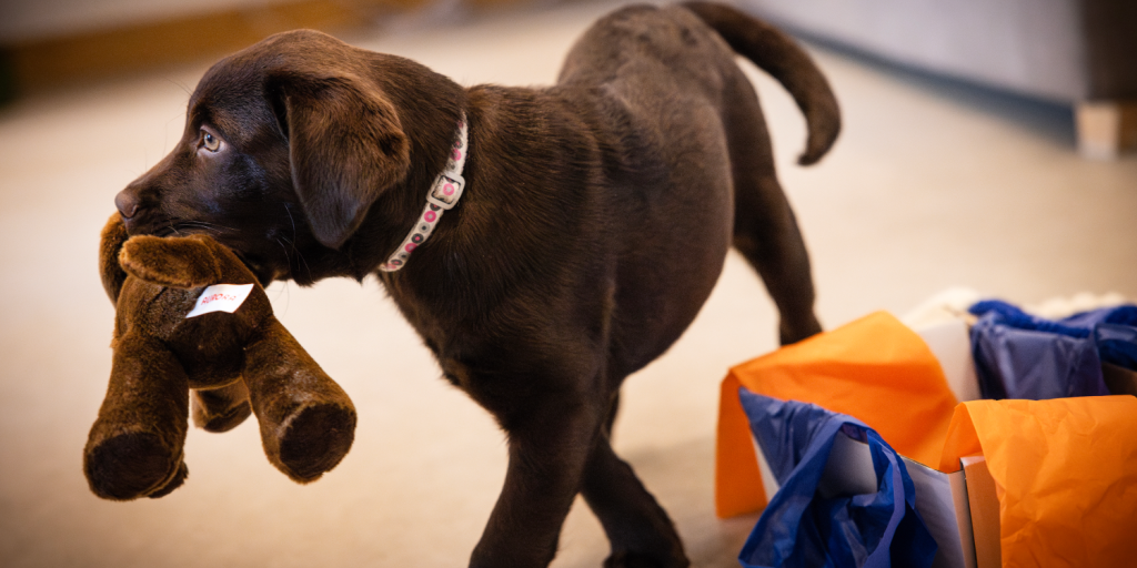 Could you train a puppy and help change the life of someone with autism?