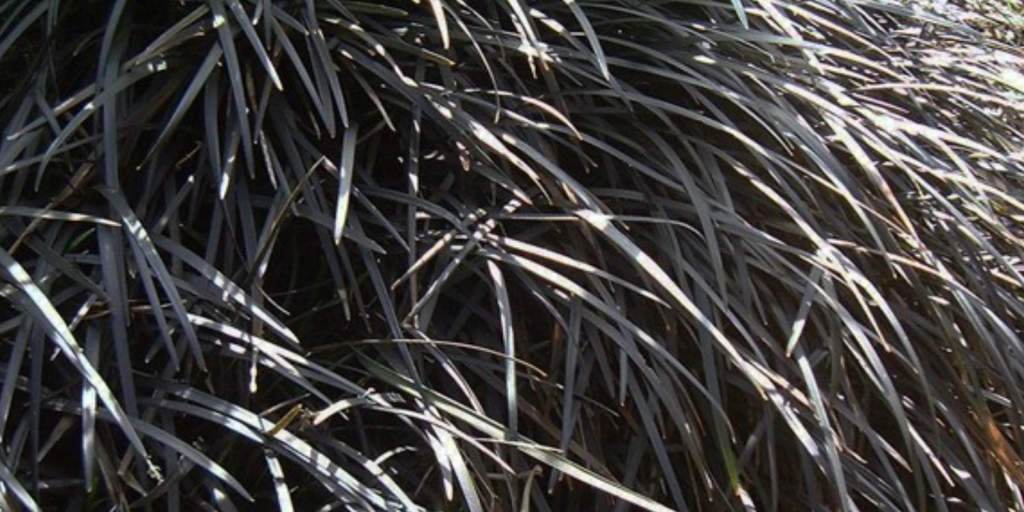 There is one plant that has worked brilliantly in my garden through droughts, heatwaves, torrential rain, freezing temperatures and howling gales not to mention the army of slugs!