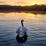 Swan on Basingstoke Canal