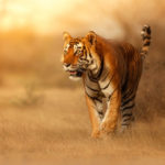 Photograph by Vladimir Cech