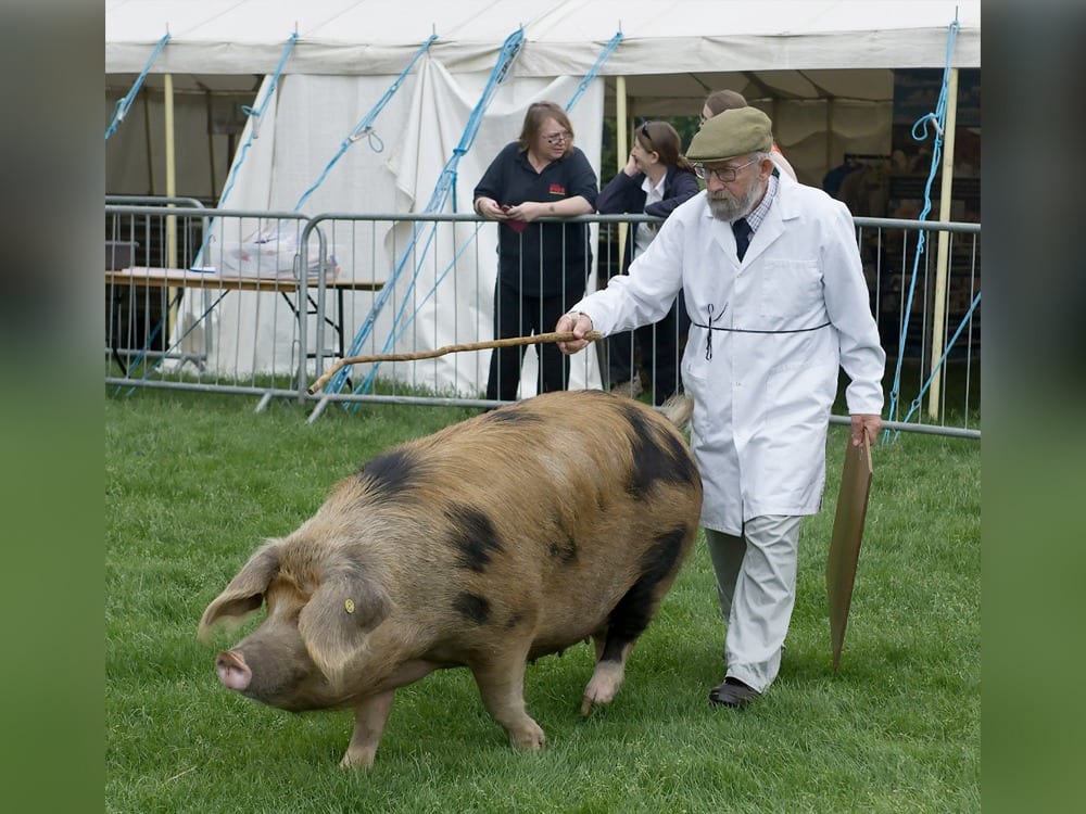 Celebrate the 65th anniversary of the Surrey County Show