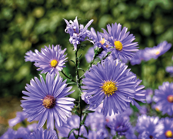 Fill your garden with these beautiful Michaelmas Daisies flowers, says Cathie's Garden Army, and have beautiful blooms in Autumn