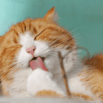 Cat Quiz