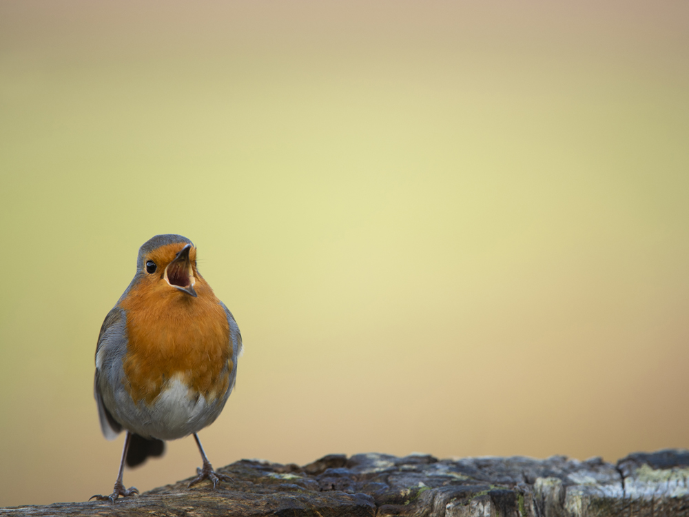 Set your alarm for the dawn chorus with International Dawn Chorus Day this year on Sunday, 7th May.