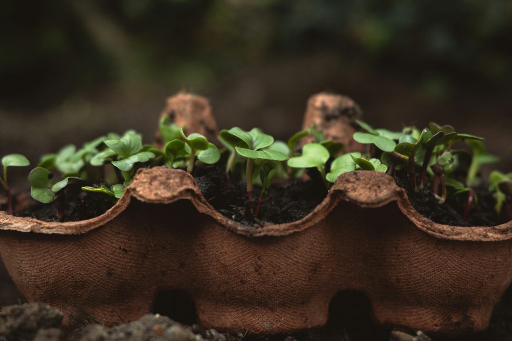 Growing radishes in cardboard egg carton