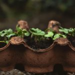 Growing radishes in cardboard egg carton