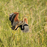 Ewan Jones wildlife photography