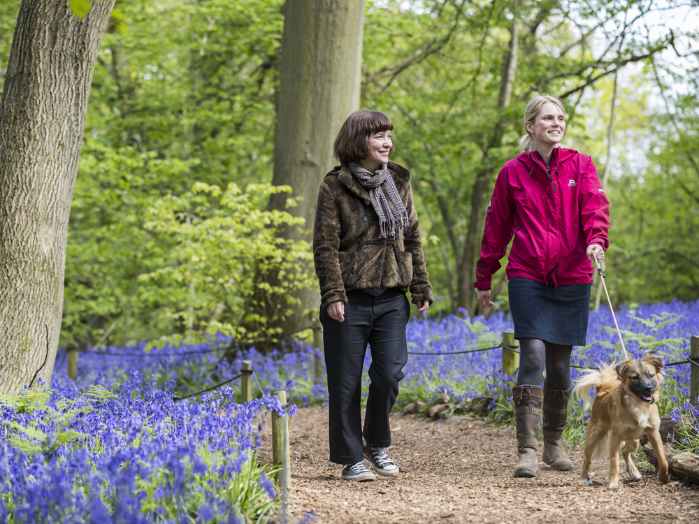 From blossom to bluebells, daffodils to rhododendrons, the signs of spring are sure to raise the spirits at these glorious National Trust sites in Surrey.
