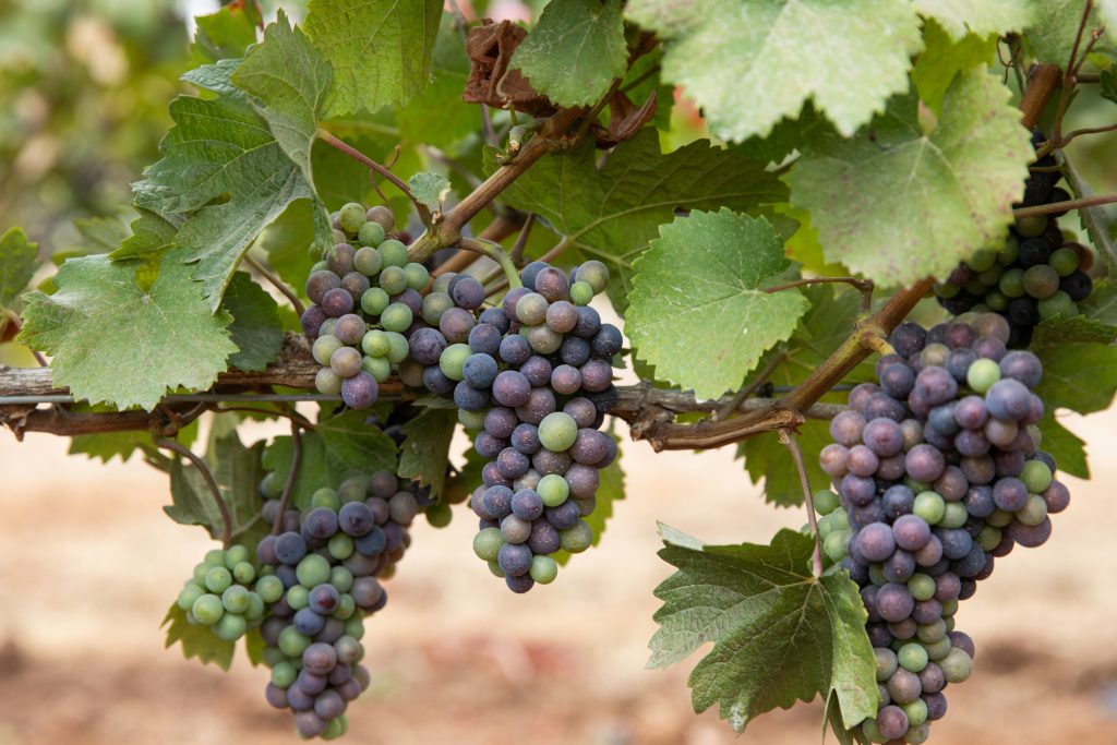 Wine grapes on the vine