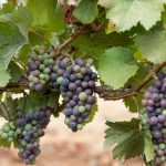 Wine grapes on the vine