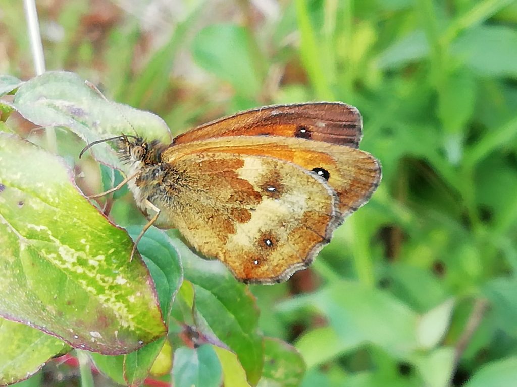 Surrey’s literary landscapes